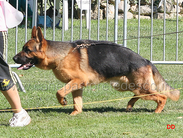 150.jpg - Giovanissimi maschi Diuk degli Japigi