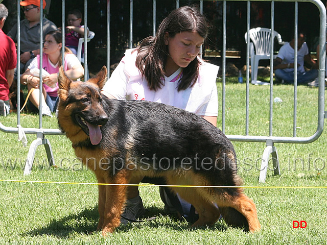 032_.jpg - Silvia Lucchese..dopo aver partecipato al Campionato di Addestramento si cimenta come handler (e in altre classi come chiamatrice)...Complimenti!!!