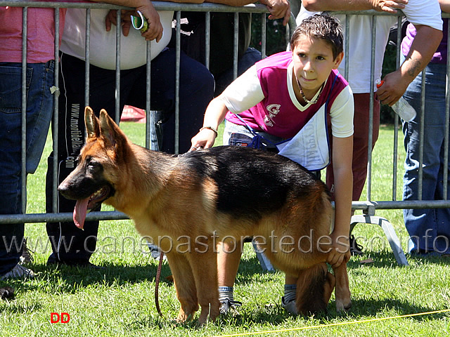 039.jpg - Federico nella veste di handler....che concentrazione!