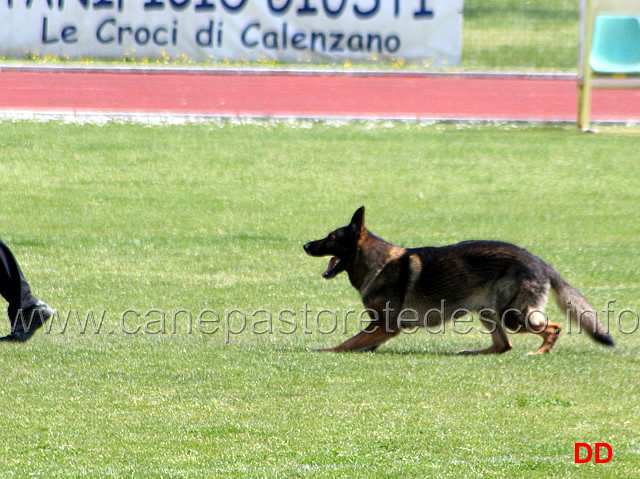 055.jpg - Giovanni Bruno con Querry di Oroval B 60 punti NQ IPO3