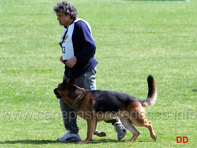 072.jpg - Marco Manzini con Artù di Casa Nappi IPO3 B Punti 80