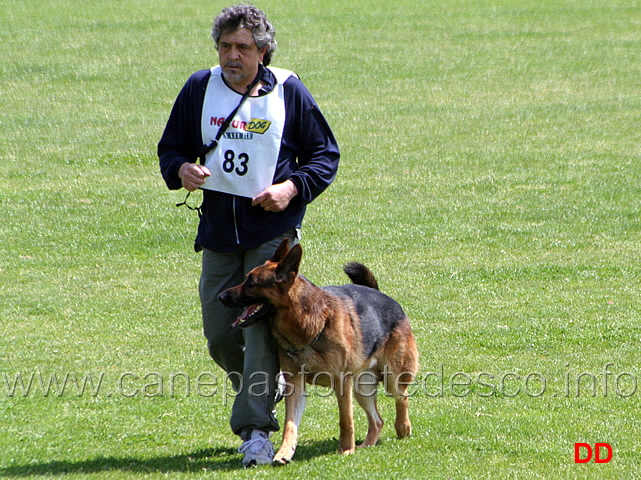 081.jpg - Marco Manzini con Artù di Casa Nappi IPO3 B Punti 80