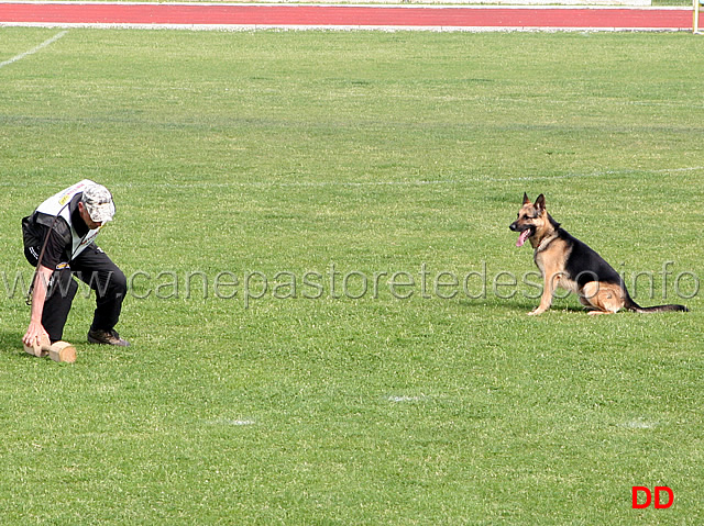 145.jpg - Luciano Moresi con Thico di Oroval IPO3 B punti 86