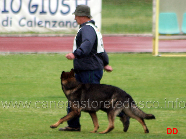 195.jpg - Adriano Azzolini con Rolf di Casa Derna B 90 punti (1 classificato IPO2)