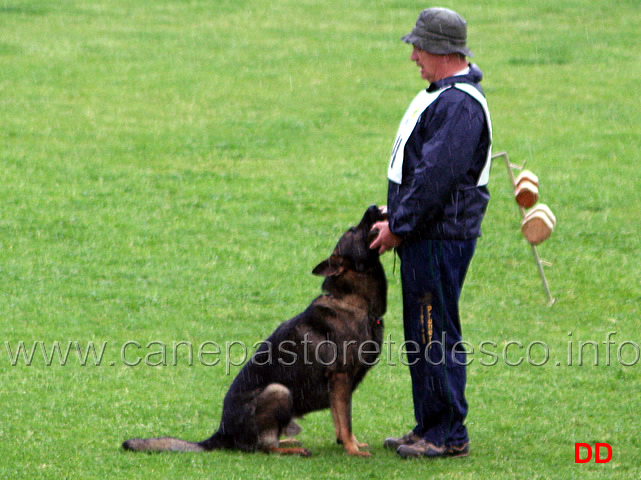 215.jpg - Adriano Azzolini con Rolf di Casa Derna B 90 punti (1 classificato IPO2)