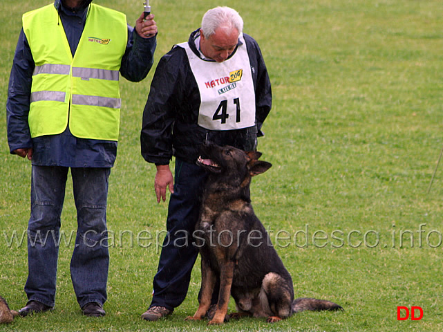 223.jpg - Adriano Azzolini con Rolf di Casa Derna B 90 punti (1 classificato IPO2)