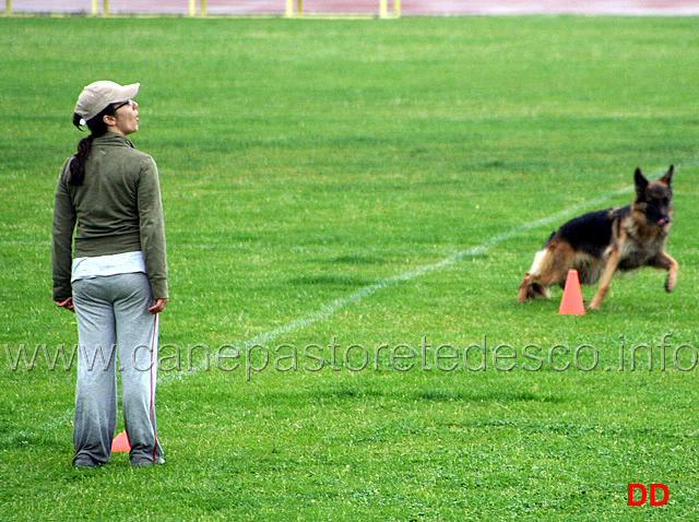 294.jpg - La dimostrazione di Obedience. Classe 3 . Invio in avanti, resta e terra nel quadrato