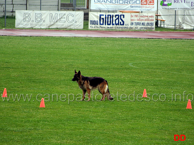 296.jpg - La dimostrazione di Obedience. Classe 3 . Invio in avanti, resta e terra nel quadrato