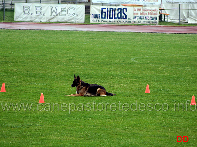 297.jpg - La dimostrazione di Obedience. Classe 3 . Invio in avanti, resta e terra nel quadrato