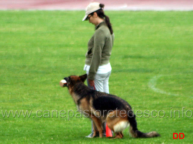 300.jpg - La dimostrazione di Obedience. Classe 3 . Riporto direttivo