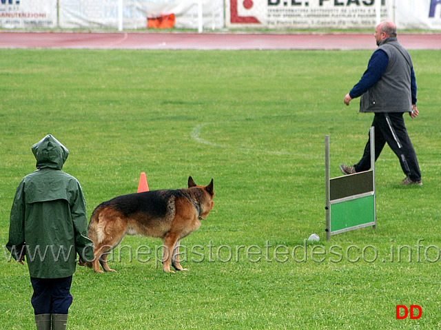 303.jpg - La dimostrazione di Obedience. Classe 3 . Resta in piedi, seduto e terra durante la marcia (esercizio "dell'idiota")