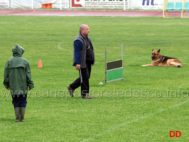 305.jpg - La dimostrazione di Obedience. Classe 3 . Resta in piedi, seduto e terra durante la marcia (esercizio "dell'idiota")