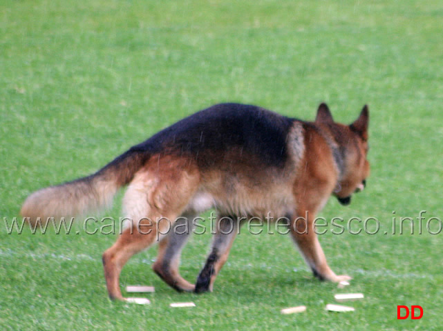 310.jpg - La dimostrazione di Obedience. Classe 3 .Discriminazione olfattiva e riporto