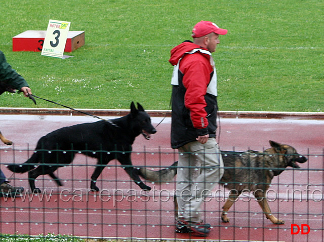 349.jpg - Tutti i concorrenti sfilano per sottoporsi al giudizio morfologico (IPO3 Quina dello Zio e Fea)