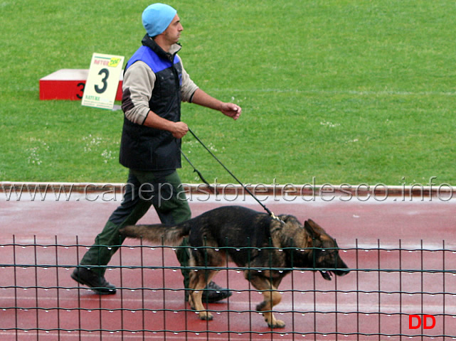 365.jpg - Tutti i concorrenti sfilano per sottoporsi al giudizio morfologico (IPO3 Vito della Decima Mas)