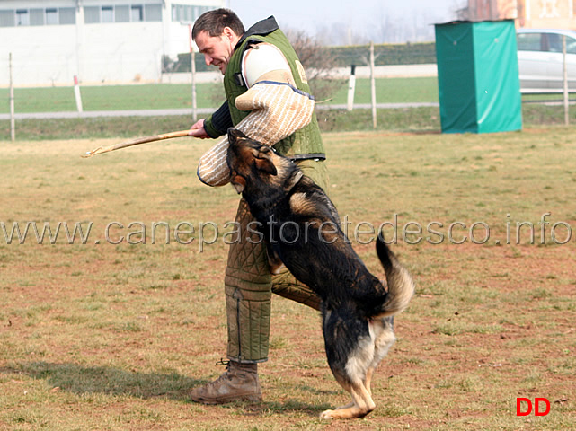 114.jpg - IPO3 Jango v. Helo  fase C punti 95 1 classificato IPO3 Campione Regionale