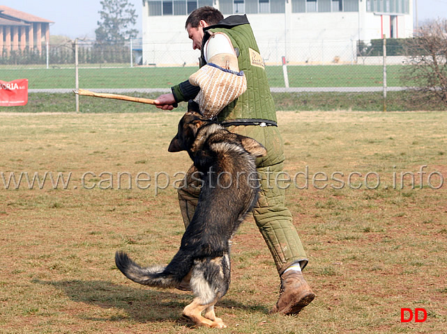 115.jpg - IPO3 Jango v. Helo  fase C punti 95 1 classificato IPO3 Campione Regionale