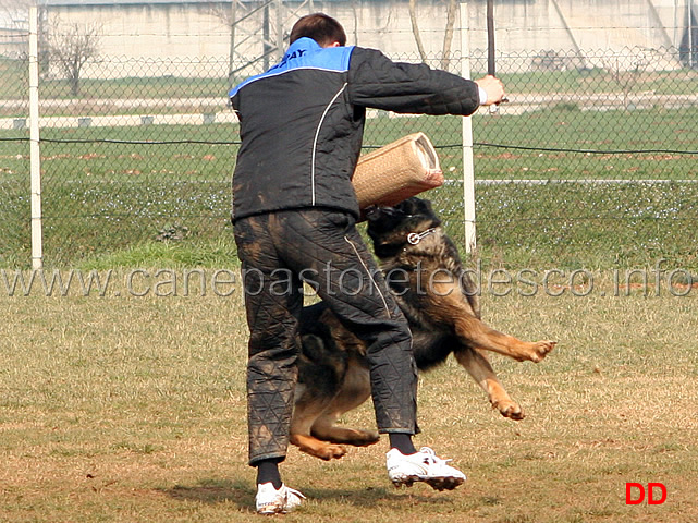 124.jpg - IPO3 Jango v. Helo  fase C punti 95 1 classificato IPO3 Campione Regionale