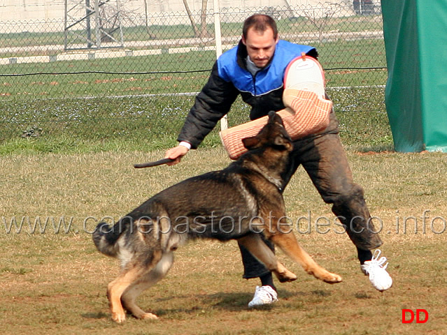 126.jpg - IPO3 Jango v. Helo  fase C punti 95 1 classificato IPO3 Campione Regionale