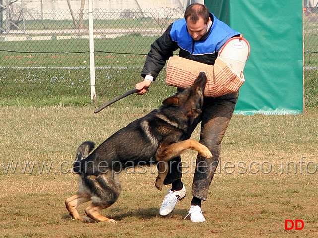 127.jpg - IPO3 Jango v. Helo  fase C punti 95 1 classificato IPO3 Campione Regionale