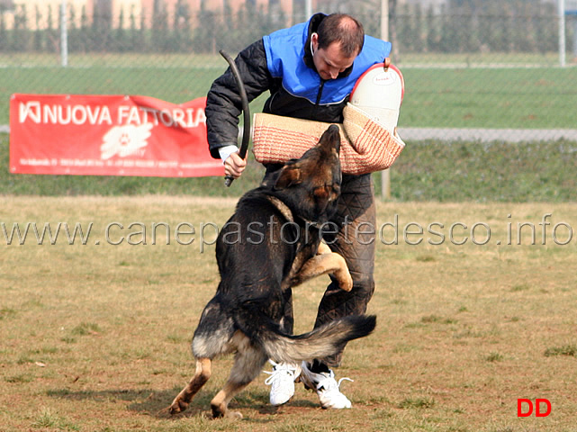 129.jpg - IPO3 Jango v. Helo  fase C punti 95 1 classificato IPO3 Campione Regionale