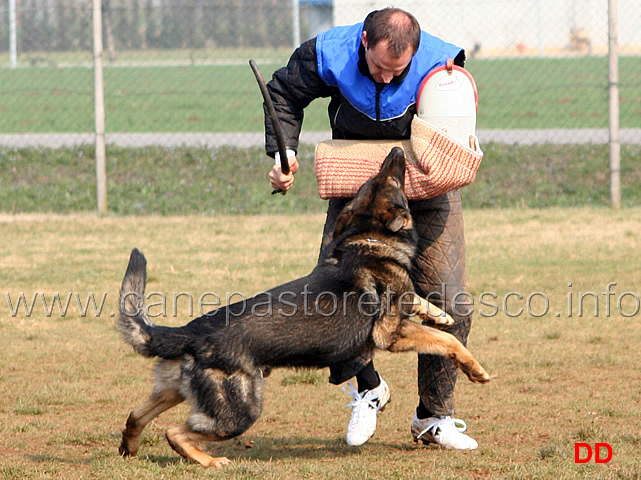 130.jpg - IPO3 Jango v. Helo  fase C punti 95 1 classificato IPO3 Campione Regionale