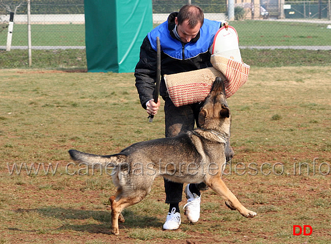 143.jpg - IPO3 Hex v.d.Donauvorstadt conduttrice Barbara Khuen fase C 91 punti 3 classificata