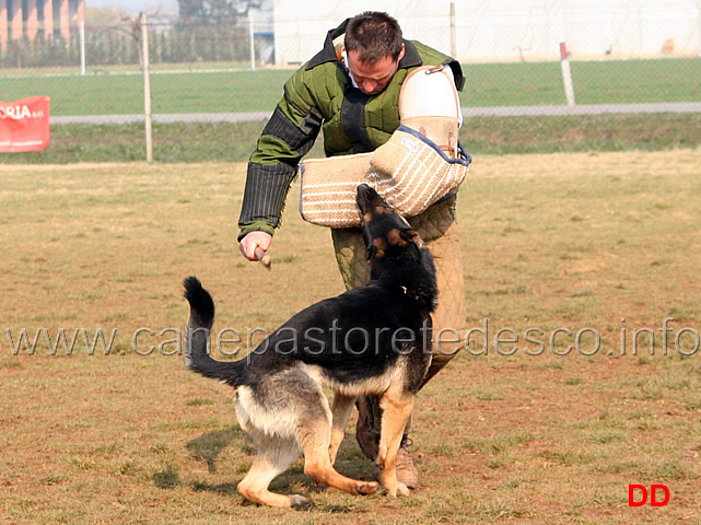 218.jpg - IPO3 Zorro v.Körbeltal conduttore Florian Gaiser fase C 91 punti (tot.267)