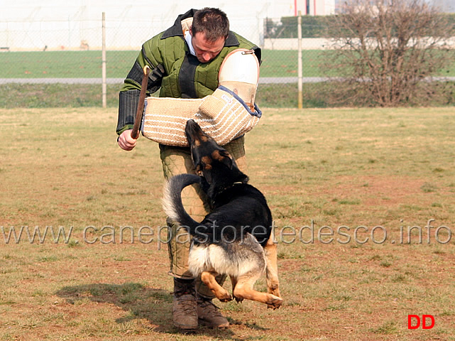 219.jpg - IPO3 Zorro v.Körbeltal conduttore Florian Gaiser fase C 91 punti (tot.267)