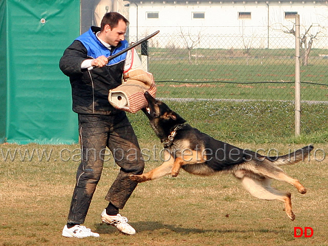 225.jpg - IPO3 Zorro v.Körbeltal conduttore Florian Gaiser fase C 91 punti (tot.267)