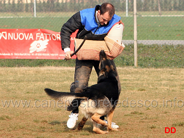 227.jpg - IPO3 Zorro v.Körbeltal conduttore Florian Gaiser fase C 91 punti (tot.267)