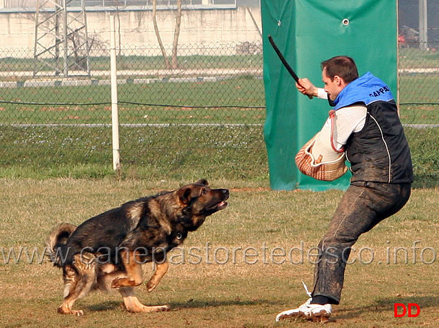 266.jpg - IPO3 Orry conduttore Giorgio Manuelli fase C 87 punti (tot.269 B). Attacco lanciato