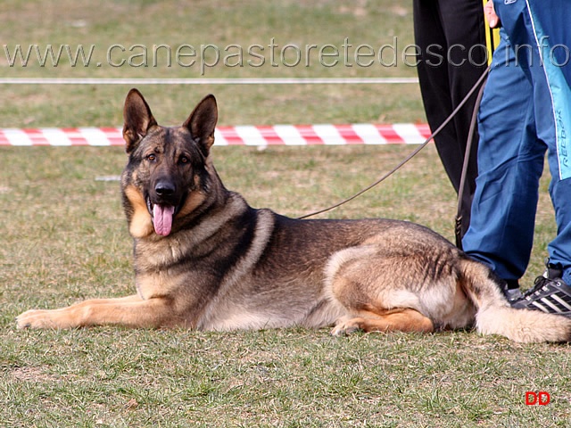 105.jpg - Dhelby (Uber della Zattera): "Hummmm....però ci sono delle cagnoline bellezzare niente male...."