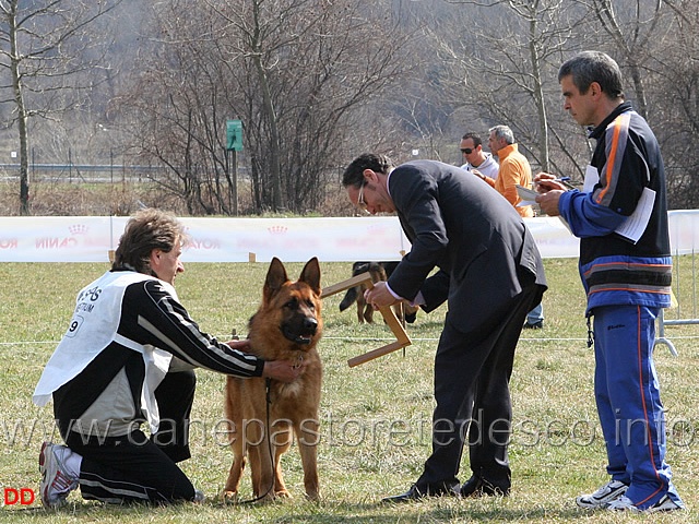 113.jpg - Il giudice Mauro Di Festa mentre misura uno dei soggetti in gara (Dylan dei Due Fiumi)