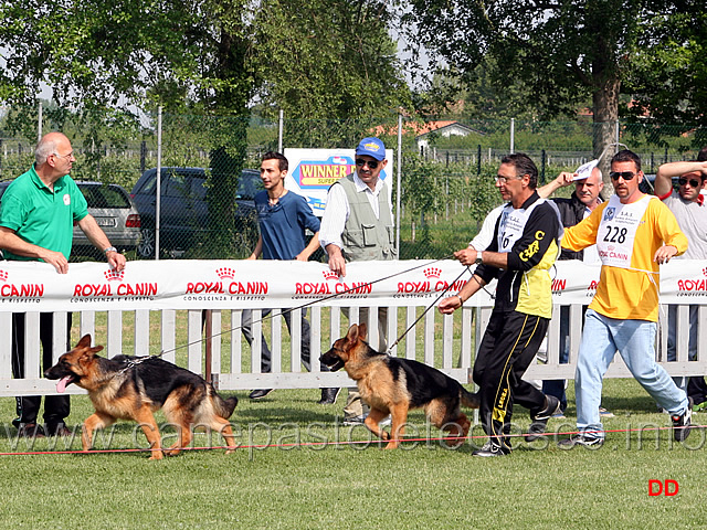 011.jpg - Classe Juniores femmine Lucy dei Due Fiumi, Aika