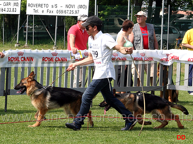 043.jpg - Classe Juniores maschi Vito degli Achei e Uran della Goccia d'Oro