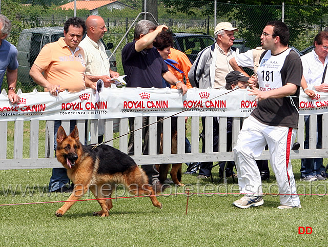 056.jpg - Classe Cucciolone femmine Frency dei Verdi Colli