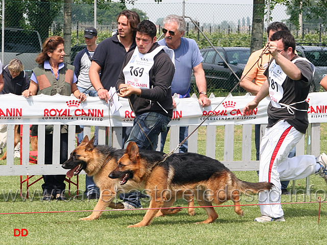 066.jpg - Classe Cucciolone femmine Mila Blackhof e Frency dei Verdi Colli