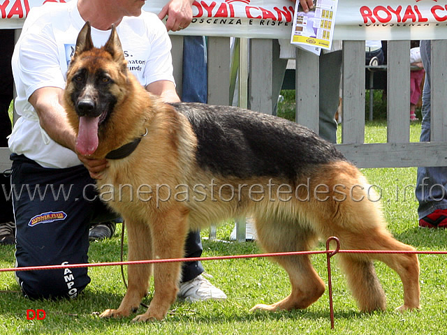 072.jpg - Classe Cucciolone femmine 10  Ferina di Camporeale