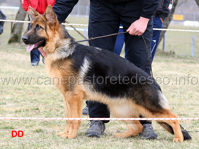 004.jpg - Juniores femmine 2 Anabela od Tuhobica