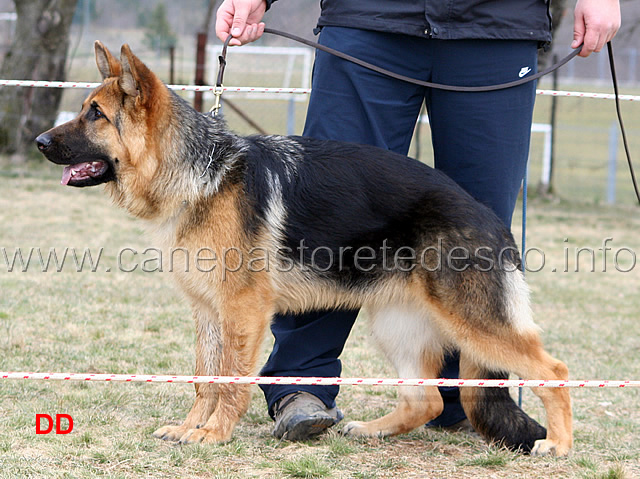 006.jpg - Juniores femmine 4 Alfa od Tuhobica