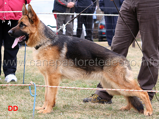 010.jpg - Cucciolone femmine 1 Mona von Voralpenland