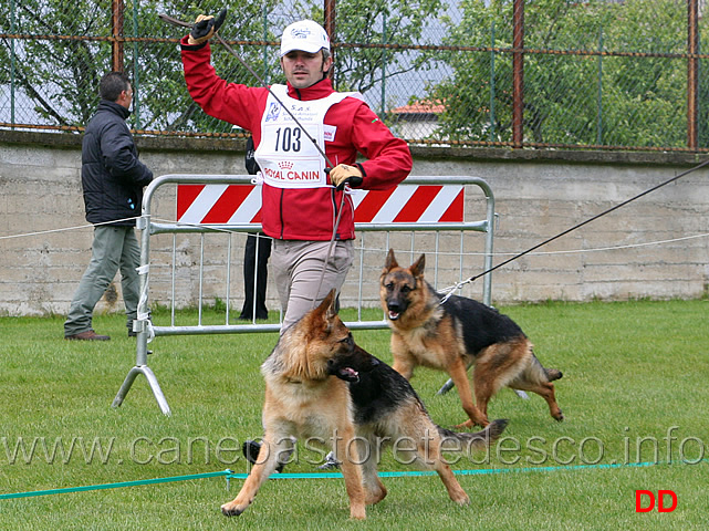 073.jpg - Classe Cucciolone femmine 4 MB Sara dell'Isolotto e 6 MB Fina dell'Alto Pino