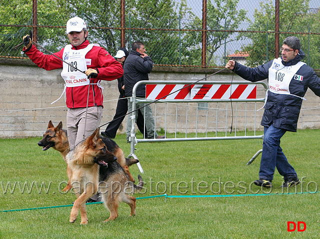 074.jpg - Classe Cucciolone femmine 4 MB Sara dell'Isolotto e 6 MB Fina dell'Alto Pino