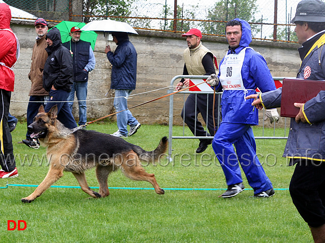 084.jpg - Classe Cuccioloni maschi Irok di Camporeale