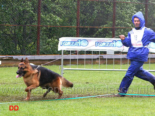 204.jpg - Classe Lavoro maschi Pongo della Valle del Lujo