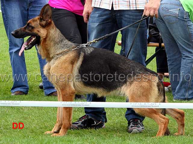 annika-von-der-zenteiche.jpg - Giovani femmine (JHKL H): Annika von der Zeinteiche SG 12