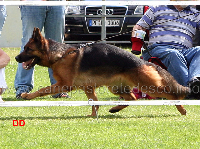 arriba-vom-veterinaria-08.jpg - Lavoro femmine (GHKL H) Arriba von Veterinaria