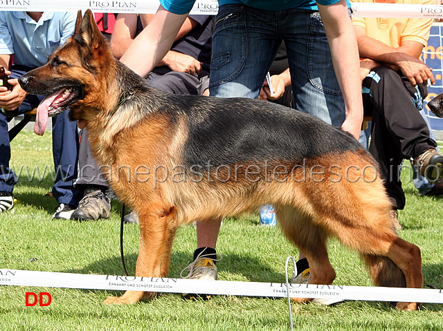 arriba-vom-veterinaria-V3-ghkl-h-.jpg - Lavoro femmine (GHKL H) Arriba von Veterinaria  V3