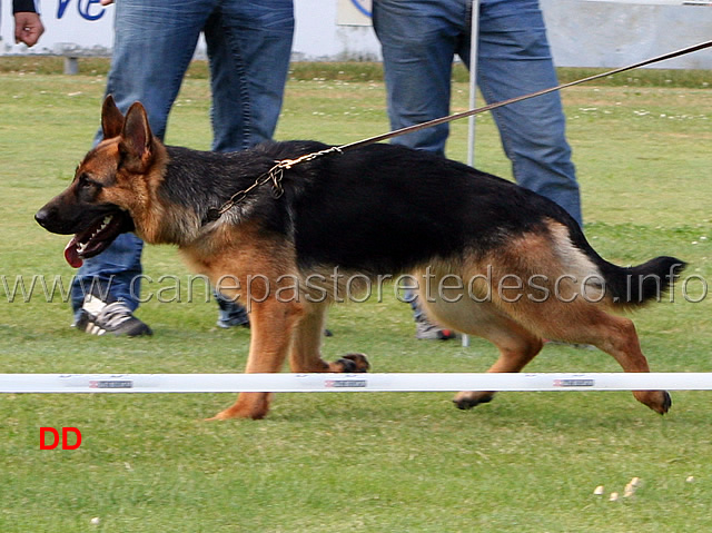 brenda-team-agrigento-03.jpg - Cucciolone femmine (NWKL H): Brenda Team Agrigento